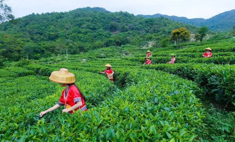 Thắng cảnh Vũ Di Sơn, di sản ấn tượng tại Phúc Kiến 10
