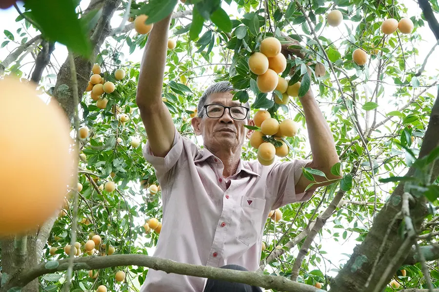 Độc đ&aacute;o m&ugrave;a thanh tr&agrave; Vĩnh Long ở xứ B&igrave;nh Minh 7