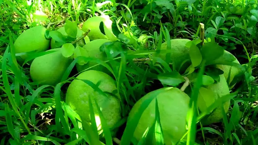 Kh&aacute;m ph&aacute; Bưởi Năm Roi B&igrave;nh Minh ngon nhất cả nước 5
