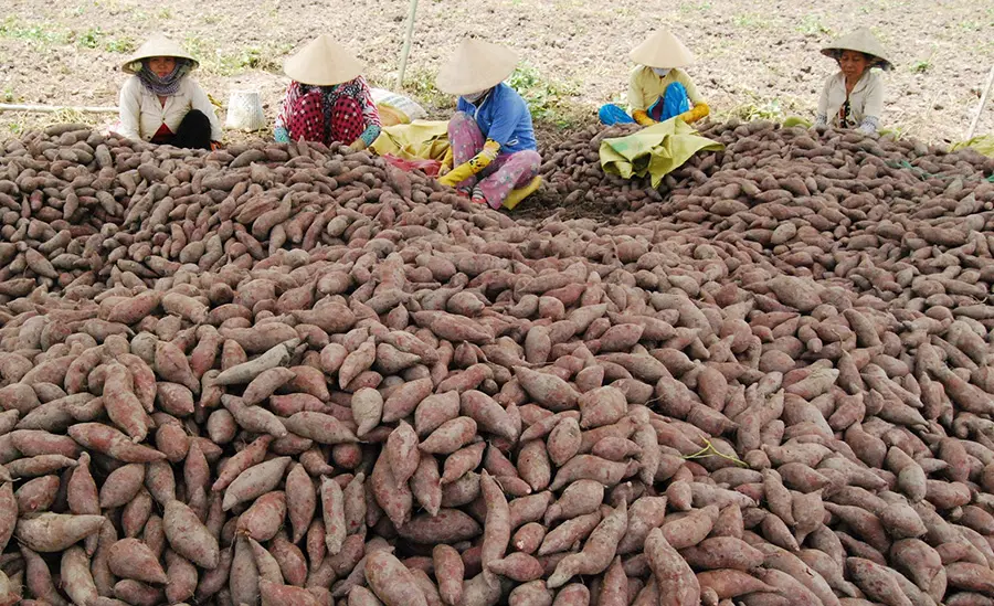 Khoai lang Bình Tân, loại củ đặc trưng của vùng nước nổi 6