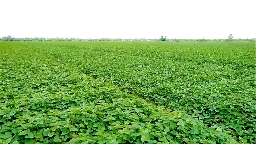 Khoai lang Bình Tân, loại củ đặc trưng của vùng nước nổi 2