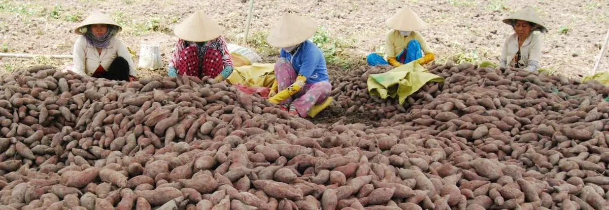 Khoai lang Bình Tân, loại củ đặc trưng của vùng nước nổi