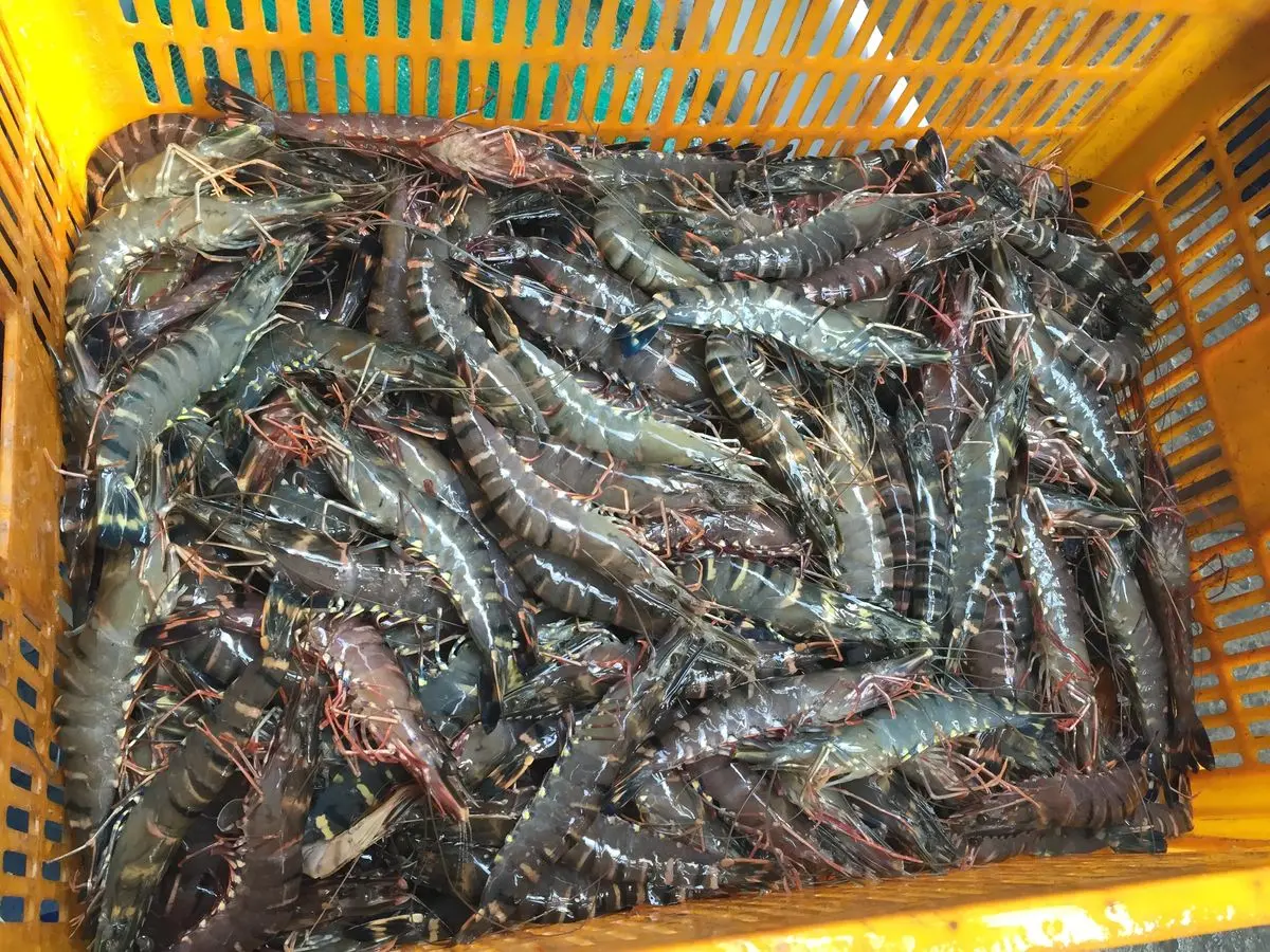 Bỏ t&uacute;i ngay c&aacute;c &ldquo;địa chỉ v&agrave;ng&rdquo; mua hải sản tươi sống Vũng T&agrave;u d&agrave;nh cho d&acirc;n s&agrave;nh ăn 8