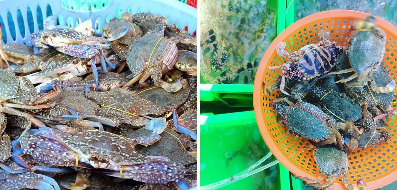 Gh&eacute; chợ X&oacute;m Lưới Vũng T&agrave;u rồi m&igrave;nh c&ugrave;ng rinh cả thế giới hải sản tươi ngon về nh&agrave; nh&eacute;! 8