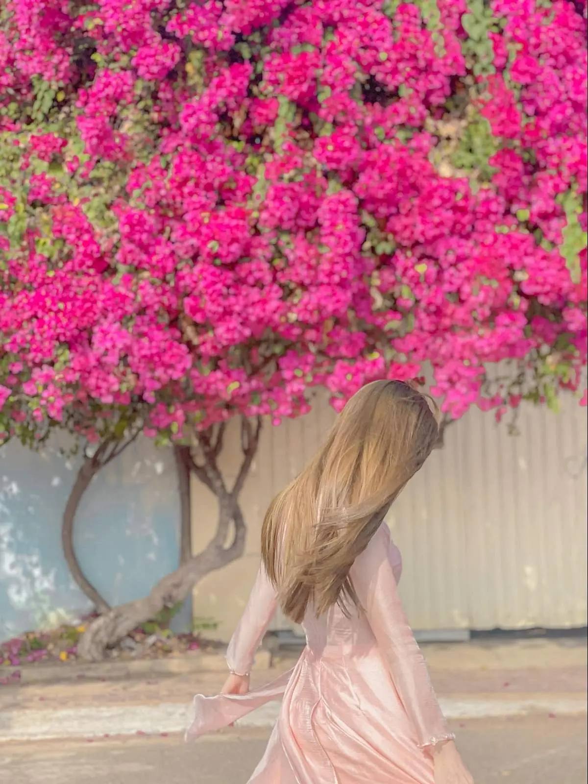 Chi&ecirc;m ngưỡng m&ugrave;a hoa giấy Vũng T&agrave;u - Vẻ đẹp vừa mong manh vừa m&atilde;nh liệt của lo&agrave;i hoa nắng gi&oacute; 13