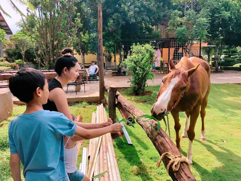 Đến Greenfield Farmstay trải nghiệm cuộc sống n&ocirc;ng th&ocirc;n 4