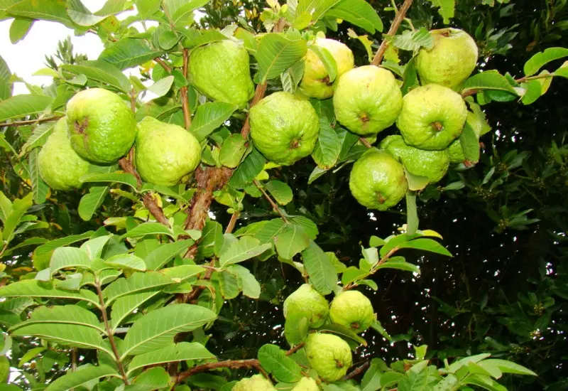 Kh&aacute;m ph&aacute; khu du lịch sinh th&aacute;i Ngọc Xương si&ecirc;u xịn s&ograve; 7