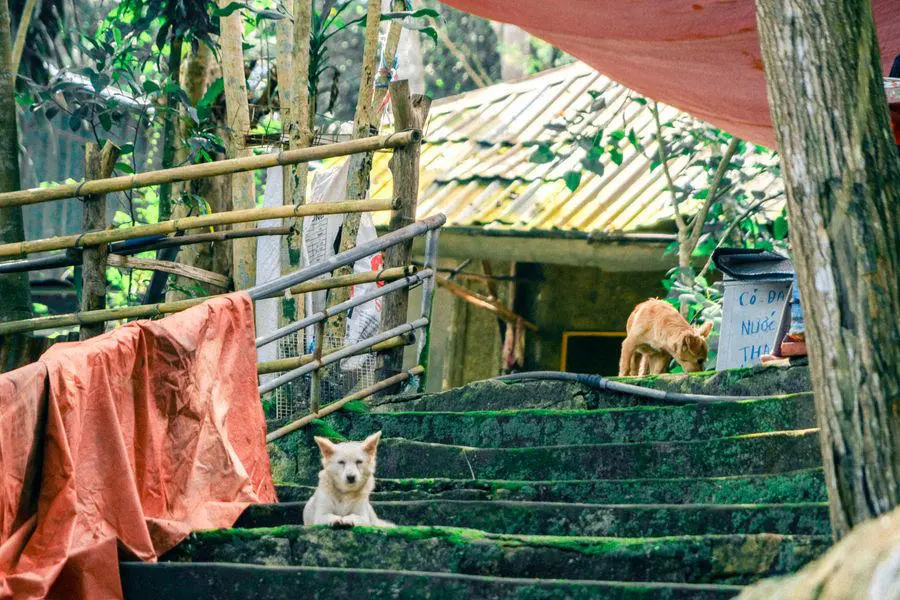 M&ugrave;a thu Vũng T&agrave;u đang về y&ecirc;n b&igrave;nh tr&ecirc;n từng con phố nhỏ 2