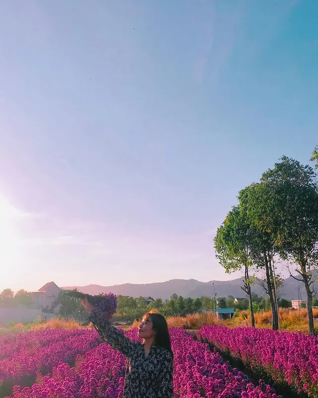 Nhẹ nh&agrave;ng một v&ugrave;ng trời t&iacute;m mộng mơ với sắc m&agrave;u của vườn hoa thạch thảo Vũng T&agrave;u 6