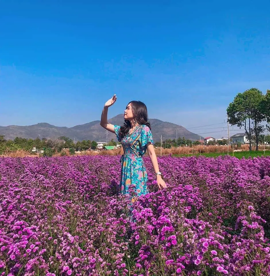 Nhẹ nh&agrave;ng một v&ugrave;ng trời t&iacute;m mộng mơ với sắc m&agrave;u của vườn hoa thạch thảo Vũng T&agrave;u 9