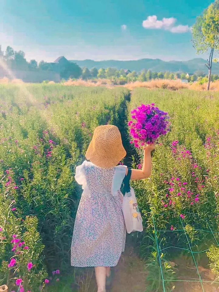 Nhẹ nh&agrave;ng một v&ugrave;ng trời t&iacute;m mộng mơ với sắc m&agrave;u của vườn hoa thạch thảo Vũng T&agrave;u 15