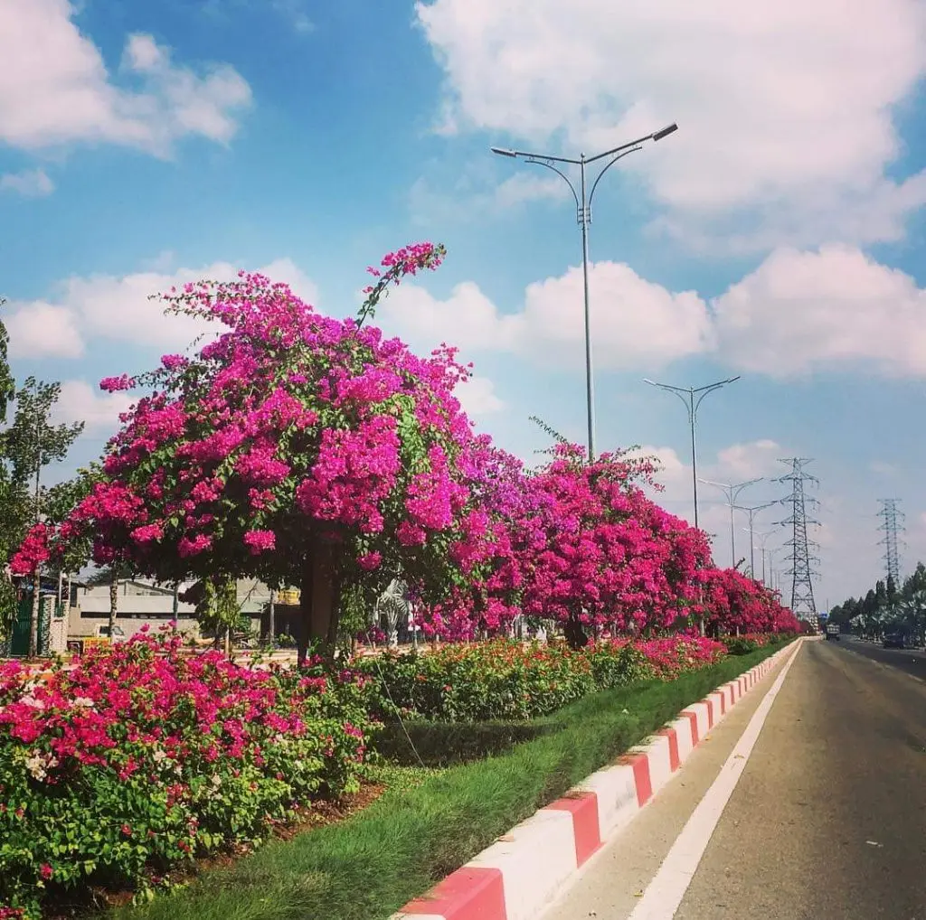 Nh&igrave;n lại vẻ đẹp của m&ugrave;a hoa giấy Vũng T&agrave;u trước khi bị kẻ gian cưa gốc 4