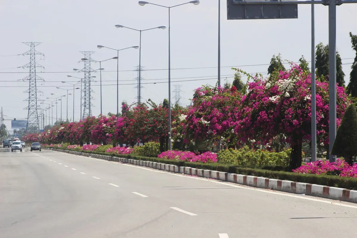 Nh&igrave;n lại vẻ đẹp của m&ugrave;a hoa giấy Vũng T&agrave;u trước khi bị kẻ gian cưa gốc 6