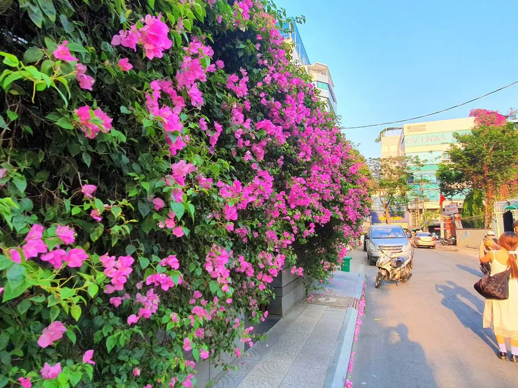 Nh&igrave;n lại vẻ đẹp của m&ugrave;a hoa giấy Vũng T&agrave;u trước khi bị kẻ gian cưa gốc 5