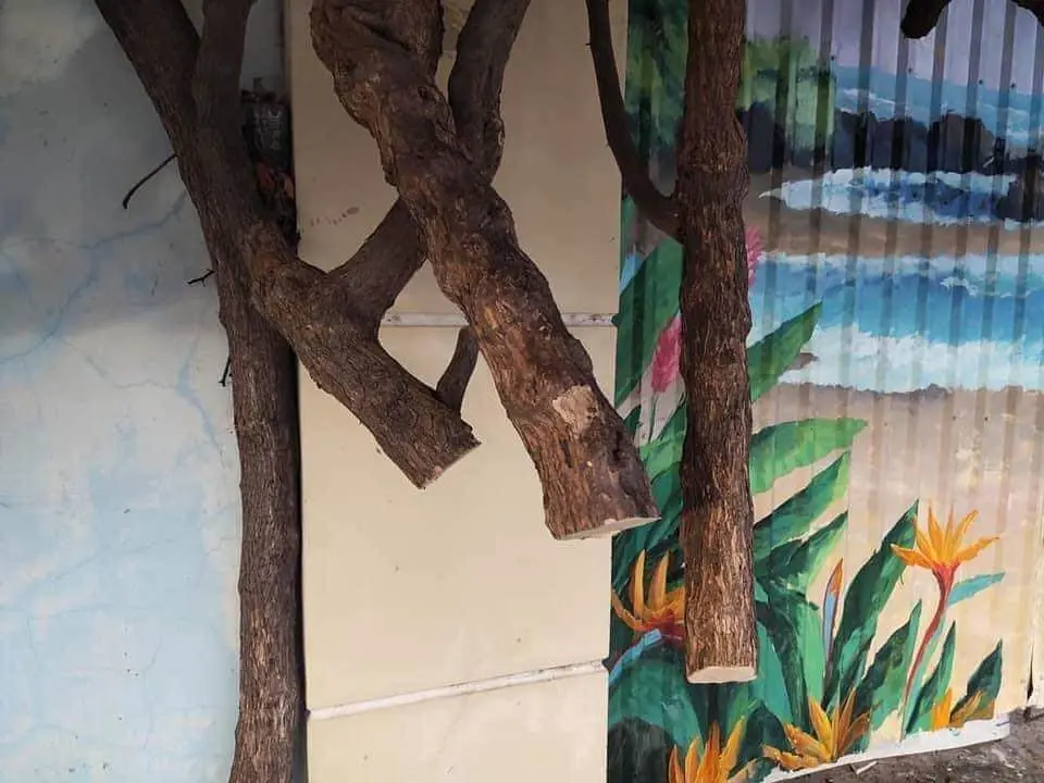 Nh&igrave;n lại vẻ đẹp của m&ugrave;a hoa giấy Vũng T&agrave;u trước khi bị kẻ gian cưa gốc 8