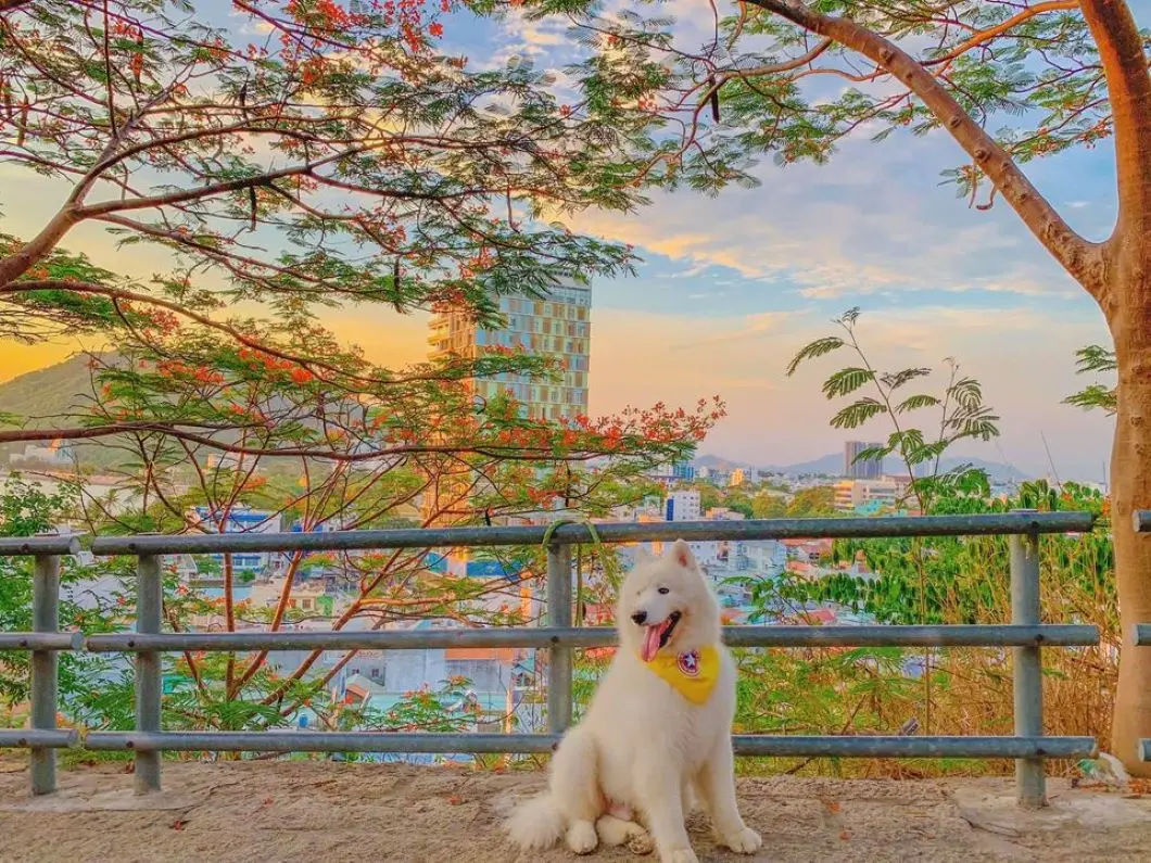 Review Vũng T&agrave;u 2 ng&agrave;y 1 đ&ecirc;m check-in to&agrave;n điểm hot c&ugrave;ng pet cưng 8