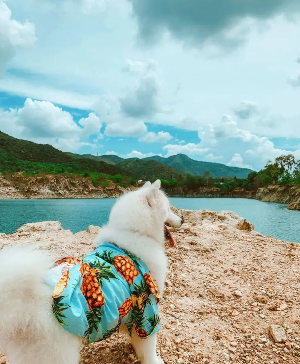 Review Vũng T&agrave;u 2 ng&agrave;y 1 đ&ecirc;m check-in to&agrave;n điểm hot c&ugrave;ng pet cưng 3