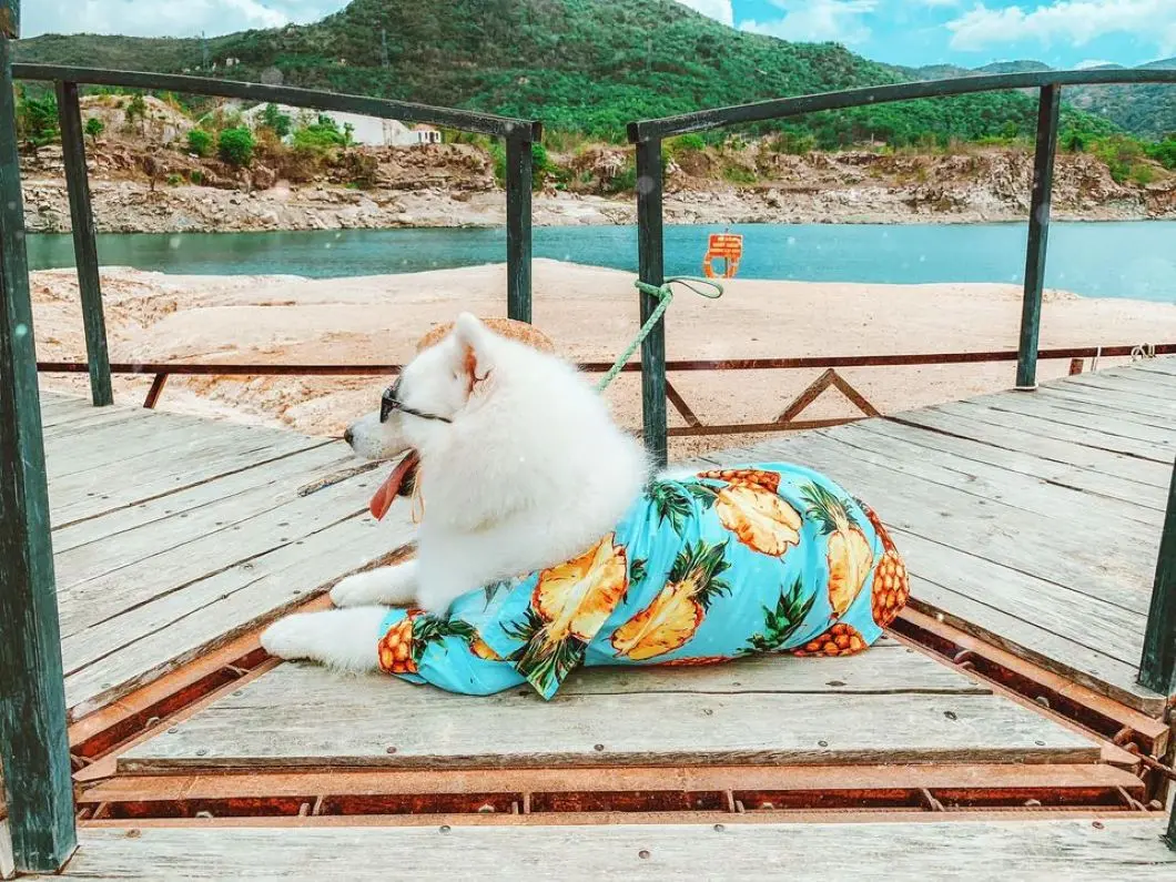 Review Vũng T&agrave;u 2 ng&agrave;y 1 đ&ecirc;m check-in to&agrave;n điểm hot c&ugrave;ng pet cưng 4