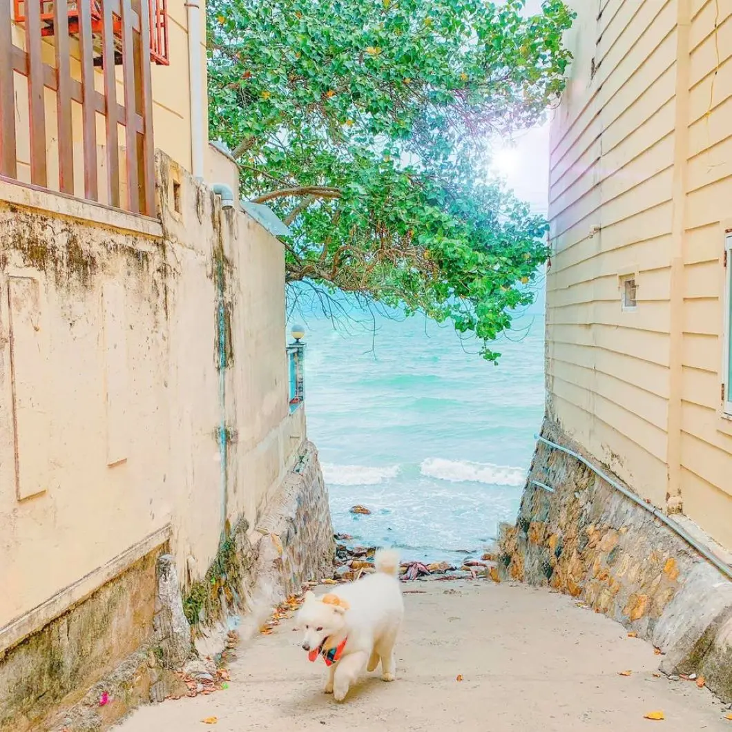 Review Vũng T&agrave;u 2 ng&agrave;y 1 đ&ecirc;m check-in to&agrave;n điểm hot c&ugrave;ng pet cưng 5