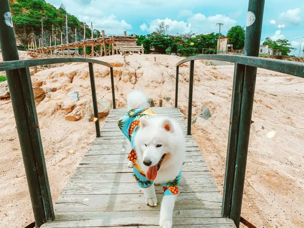 Review Vũng T&agrave;u 2 ng&agrave;y 1 đ&ecirc;m check-in to&agrave;n điểm hot c&ugrave;ng pet cưng 2