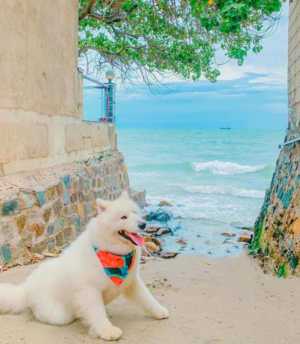 Review Vũng T&agrave;u 2 ng&agrave;y 1 đ&ecirc;m check-in to&agrave;n điểm hot c&ugrave;ng pet cưng 6