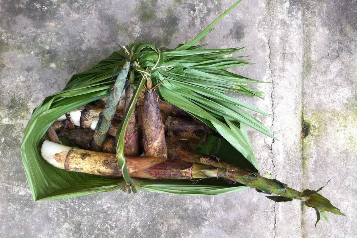 Độc đ&aacute;o hương vị đắng ngọt của Măng vầu cuốn thịt Y&ecirc;n B&aacute;i 2