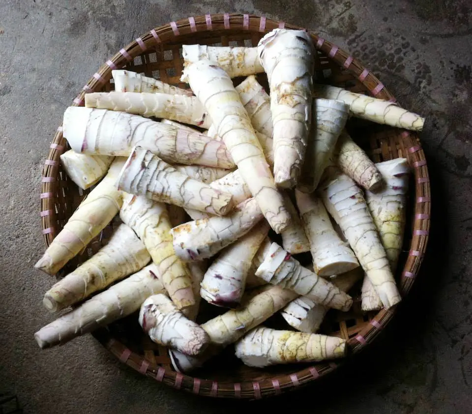 Độc đ&aacute;o hương vị đắng ngọt của Măng vầu cuốn thịt Y&ecirc;n B&aacute;i 3