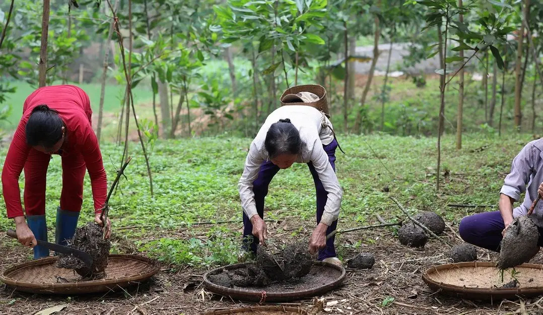 Kh&aacute;m ph&aacute; đặc sản Trứng kiến Y&ecirc;n B&aacute;i - M&oacute;n ngon kh&ocirc;ng tưởng từ miền T&acirc;y Bắc 3