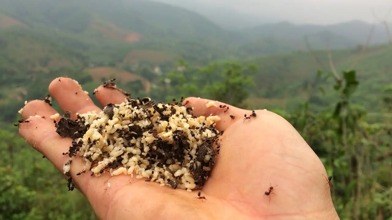 Kh&aacute;m ph&aacute; đặc sản Trứng kiến Y&ecirc;n B&aacute;i - M&oacute;n ngon kh&ocirc;ng tưởng từ miền T&acirc;y Bắc 2