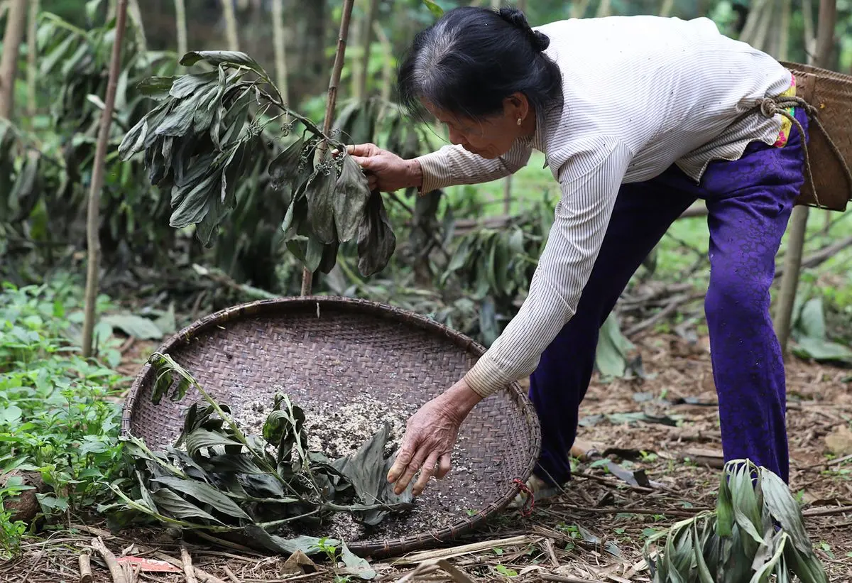 Kh&aacute;m ph&aacute; đặc sản Trứng kiến Y&ecirc;n B&aacute;i - M&oacute;n ngon kh&ocirc;ng tưởng từ miền T&acirc;y Bắc 4