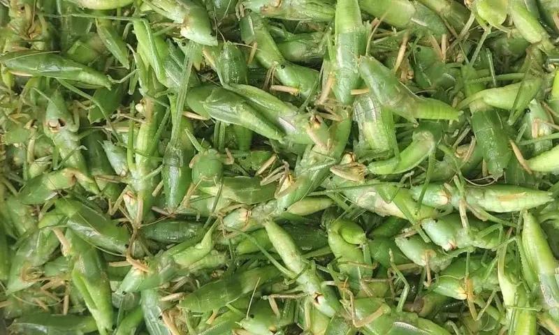 Kh&aacute;m ph&aacute; Muồm muỗm rang Mường L&ograve;, Đặc sản độc đ&aacute;o Y&ecirc;n B&aacute;i 3