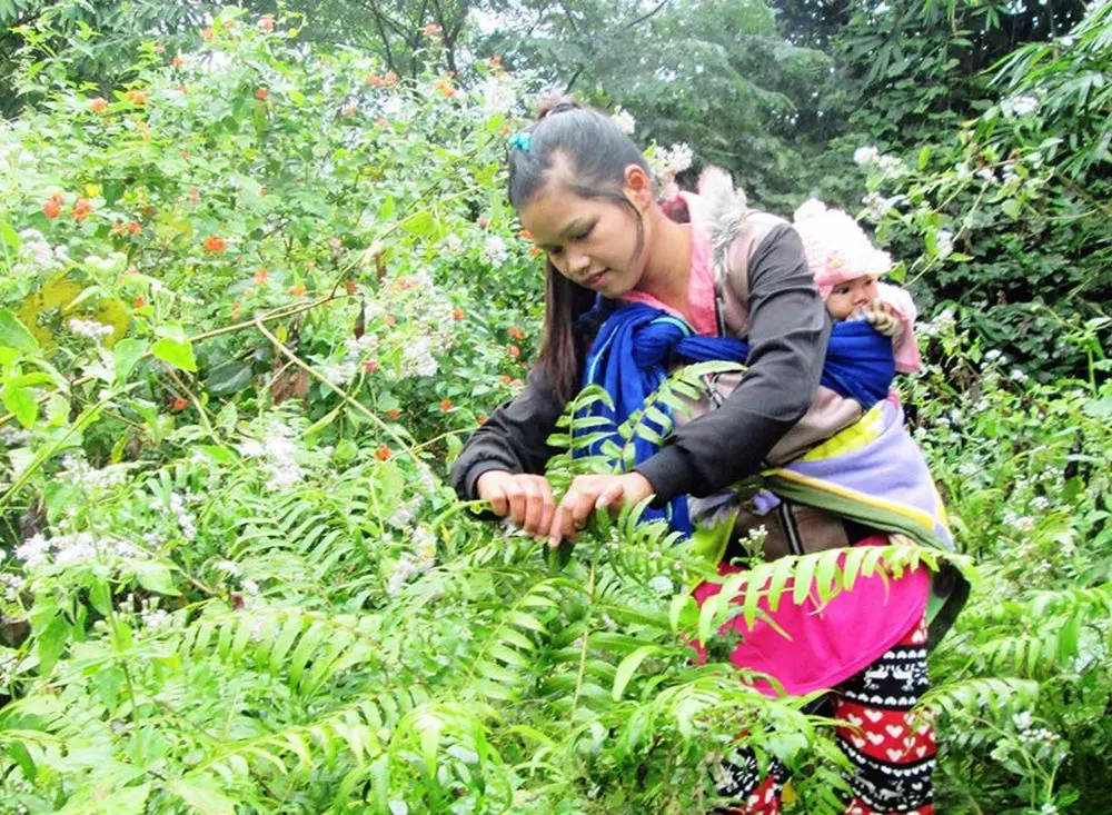 Khám Phá Rau Dớn Mường Lò – Đặc Sản Núi Rừng Tây Bắc Không Thể Bỏ Lỡ 6