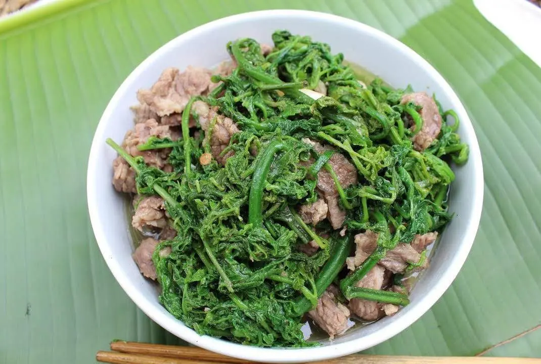 Khám Phá Rau Dớn Mường Lò – Đặc Sản Núi Rừng Tây Bắc Không Thể Bỏ Lỡ 7
