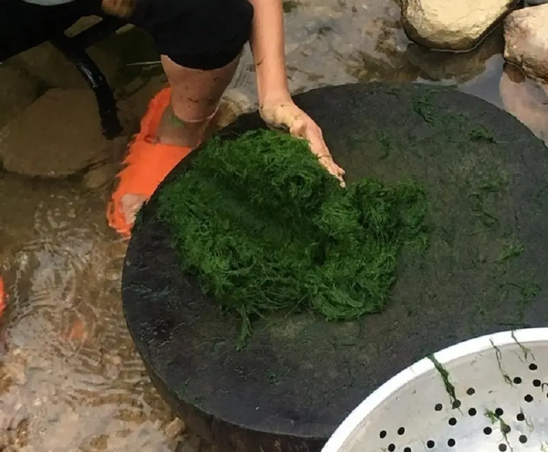 Rêu suối Mường Lò Yên Bái và sự tích bên dòng sông Thia 2