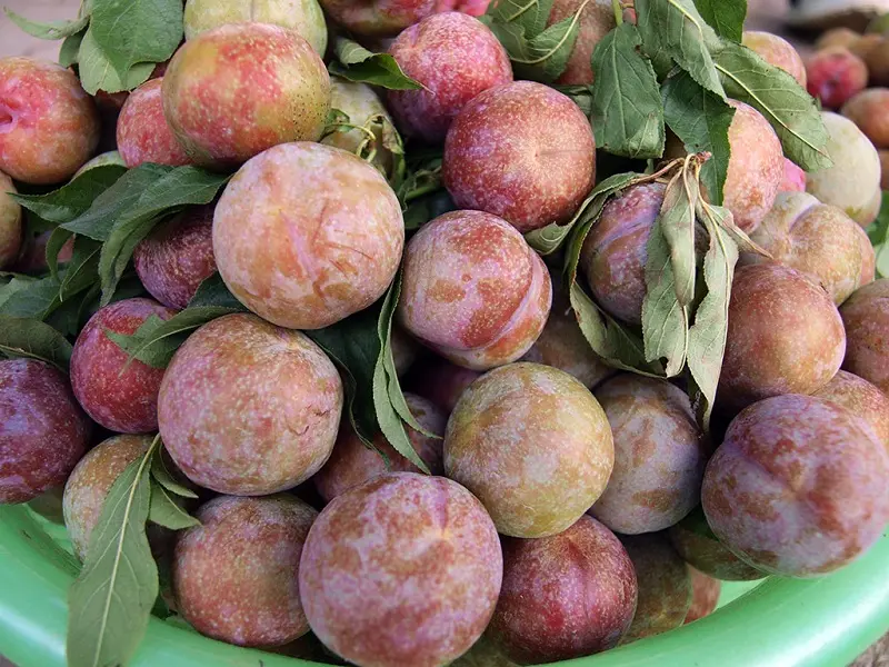 Top 15 đặc sản Y&ecirc;n B&aacute;i độc đ&aacute;o đậm chất n&uacute;i rừng 12