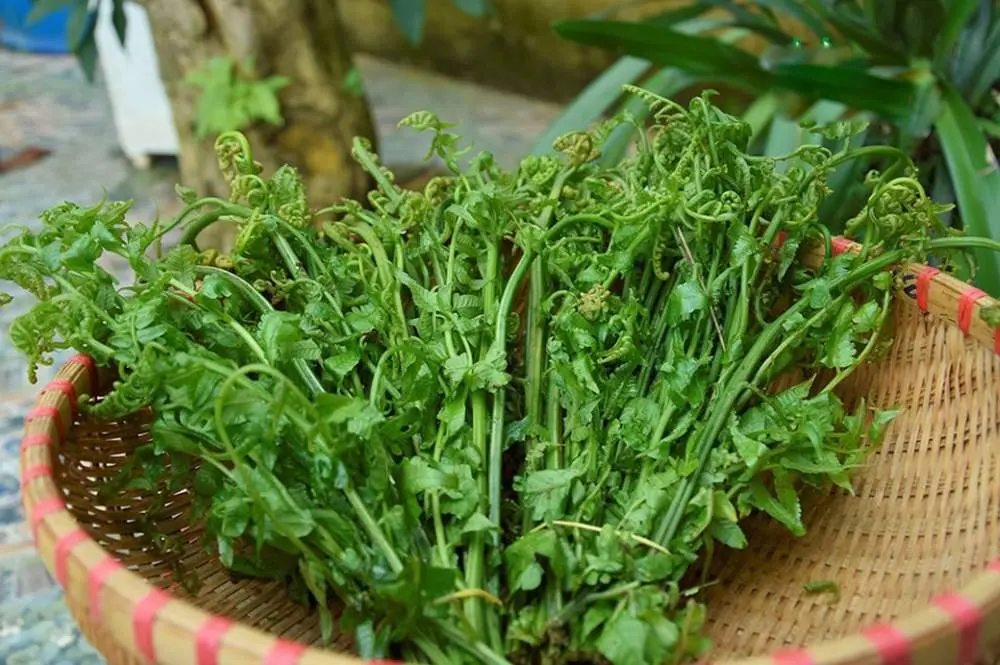 Khám Phá Rau Dớn Mường Lò – Đặc Sản Núi Rừng Tây Bắc Không Thể Bỏ Lỡ