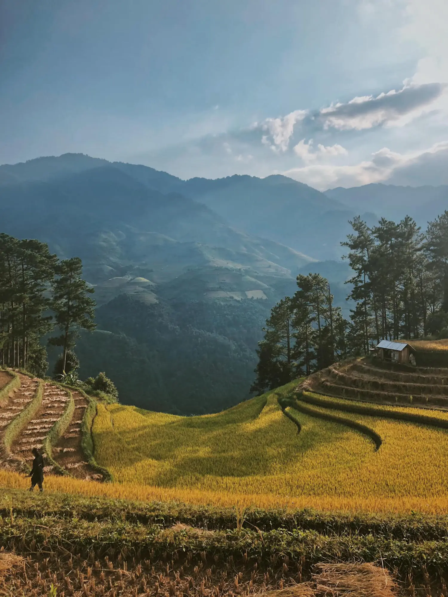 Chi&ecirc;m ngưỡng M&ugrave; Cang Chải cuối m&ugrave;a l&uacute;a ch&iacute;n đẹp say đắm l&ograve;ng người 11