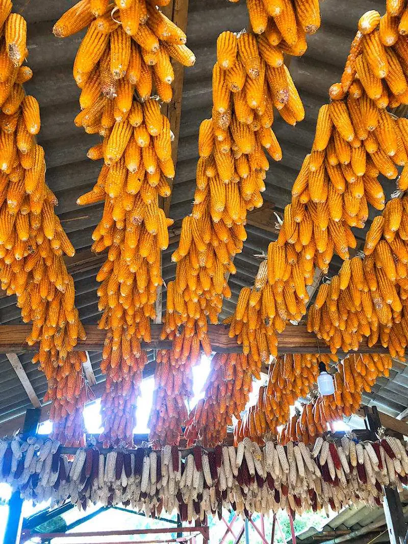 Chinh phục M&ugrave; Cang Chải 2N1Đ v&agrave;o m&ugrave;a v&agrave;ng đẹp như tranh vẽ 9