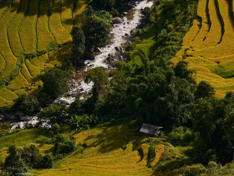 Đến X&iacute;m V&agrave;ng kh&aacute;m ph&aacute; bức tranh m&ugrave;a v&agrave;ng tuyệt mỹ c&aacute;ch T&agrave; X&ugrave;a chỉ 18km 11