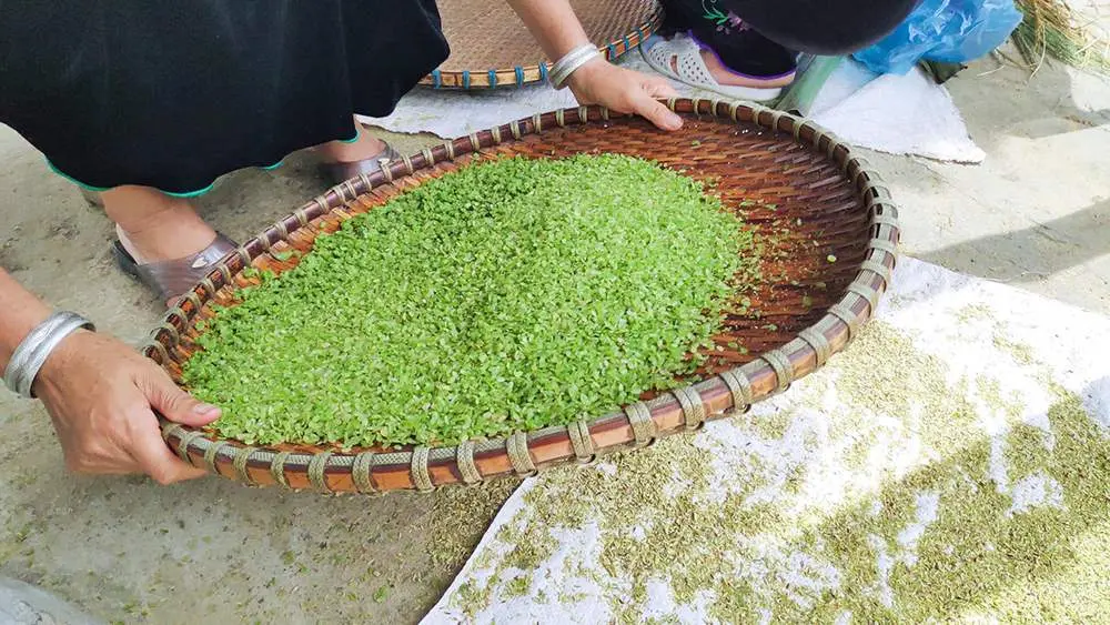 Hương cốm T&uacute; Lệ ng&agrave;y m&ugrave;a - Thức qu&agrave; ch&acirc;n phương của người Th&aacute;i 8