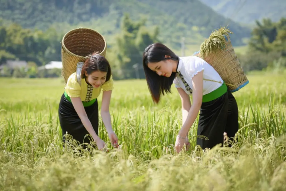 Hương cốm T&uacute; Lệ ng&agrave;y m&ugrave;a - Thức qu&agrave; ch&acirc;n phương của người Th&aacute;i 3