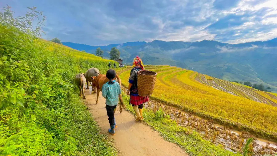 Kh&aacute;m ph&aacute; C&aacute;c thửa ruộng bậc thang M&ugrave; Cang Chải đẹp đắm say 7