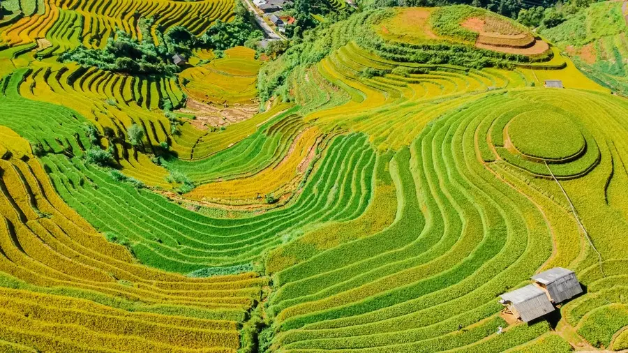 Ngắm l&uacute;a M&ugrave; Cang Chải, trải nghiệm kh&ocirc;ng thể thiếu khi đến với Y&ecirc;n B&aacute;i 8