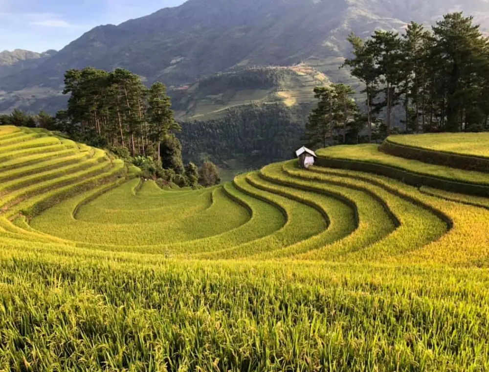 Review đồi M&oacute;ng Ngựa - M&ugrave; Cang Chải v&agrave;o m&ugrave;a l&uacute;a ch&iacute;n v&agrave;ng 2