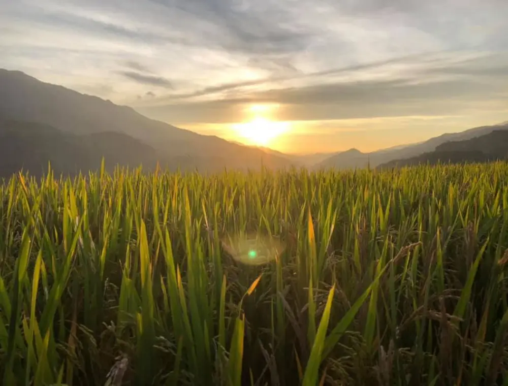 Review đồi M&oacute;ng Ngựa - M&ugrave; Cang Chải v&agrave;o m&ugrave;a l&uacute;a ch&iacute;n v&agrave;ng 4