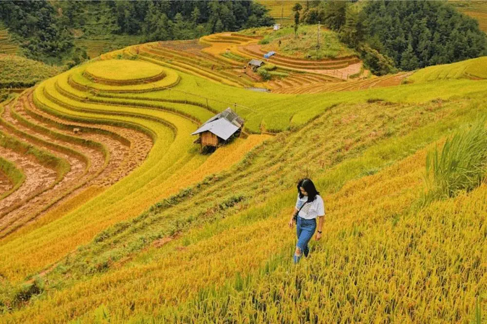 Review La P&aacute;n Tẩn - Xao xuyến ruộng bậc thang m&ugrave;a v&agrave;ng m&ecirc; hoặc 2