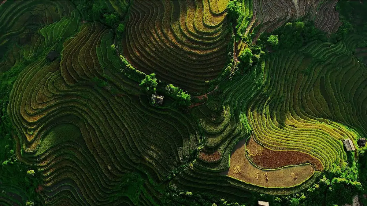 Review La P&aacute;n Tẩn - Xao xuyến ruộng bậc thang m&ugrave;a v&agrave;ng m&ecirc; hoặc 4
