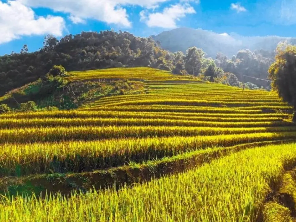 Review M&ugrave; Cang Chải - Hương l&uacute;a g&oacute;i gh&eacute;m cả miền thương nhớ 2