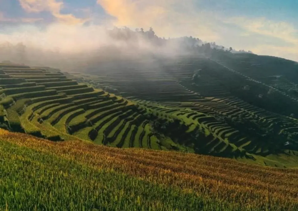Review M&ugrave; Cang Chải - Hương l&uacute;a g&oacute;i gh&eacute;m cả miền thương nhớ 8