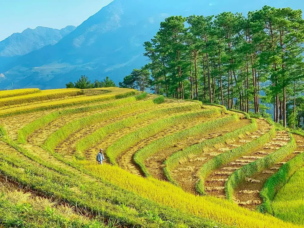 Review Mù Cang Chải - Vẻ đẹp thuần khiết của thiên nhiên 4
